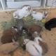 Image for article titled A Visit to Japan's Bunny Cafes